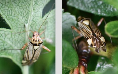 Rhabdomiris striatellus